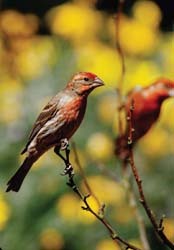 House Finches