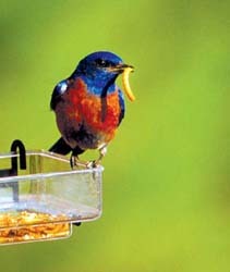 Eastern Bluebird on SideDish with Mealworm