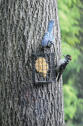 BarkButter_Suet&Mealworms_HairyWoodpecker_BlueJay